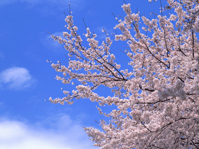 桜